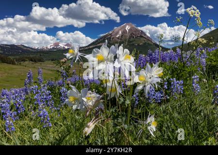 Pré de fleurs sauvages - Lupin mauve & Columbine Crested Butte, CO Banque D'Images