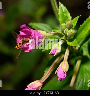 Marmelade Hoverfly se nourrissant de pollen de Willowherb. Collinswoodimages. Banque D'Images