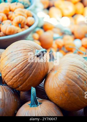 Patch de citrouille dans Dallas Arboretum. Toutes sortes de citrouilles sont empilées partout dans le beau jardin. L'atmosphère de vacances est dans l'air. Banque D'Images