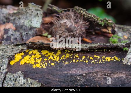 Champignon Lemon disco (Bisporella citrina) communément connu sous le nom de coupes de fées jaunes ou de discothèques de citron, sur arbre déchu, Royaume-Uni Banque D'Images