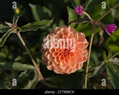 Fleur de dahlia orange en fleur avec un fond flou. Photo de haute qualité prise avec Hellios 44 58mm f2.0 Banque D'Images