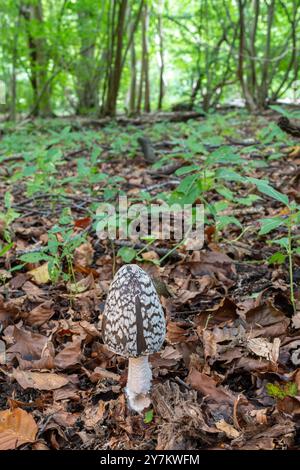 Champignon Magpie encrier (Coprinopsis picacea) poussant dans les bois de hêtres pendant l'automne, Angleterre, Royaume-Uni Banque D'Images