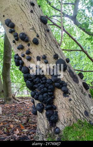 Gâteaux du roi Alfred (Daldinia concentrica), champignons noirs ronds poussant sur le tronc d'un hêtre pendant l'automne, Angleterre, Royaume-Uni Banque D'Images