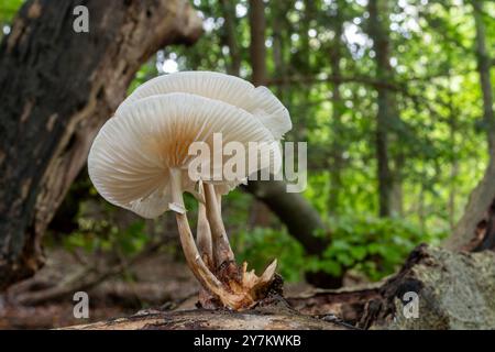 Champignon de porcelaine (Oudemansiella mucida), poussant sur le tronc d'un hêtre en septembre ou en automne, Angleterre, Royaume-Uni. Vue du dessous et des ouïes. Banque D'Images