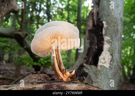 Champignon de porcelaine (Oudemansiella mucida), poussant sur le tronc d'un hêtre en septembre ou en automne, Angleterre, Royaume-Uni. Vue du dessous et des ouïes. Banque D'Images