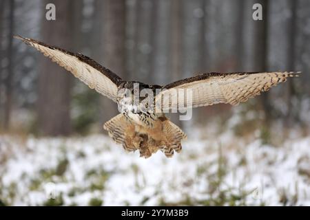 Eurasian Eagle-Owl (Bubo bubo), adulte volant en hiver, dans la neige, Zdarske vrchy, hauts plateaux de Bohême-Moravie, République tchèque, Europe Banque D'Images