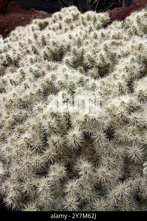 Cholla gainée ou poire d'Hudson à spins bruns, Cylindropuntia tunicata, syn. Opuntia tunicata, Cactaceae. Mexique, Amérique du Nord. Tunicat de Cylindropuntia Banque D'Images