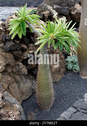 Palm Pachypodium lamerei, Madagascar, Apocynaceae. Madagascar, l'Afrique. Banque D'Images