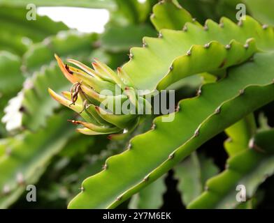 Cactus, Selenicereus undatus, syn. Hylocereus undatus, Cactaceae. Amérique tropicale. Selenicereus undatus, alias pitahaya à chair blanche Banque D'Images