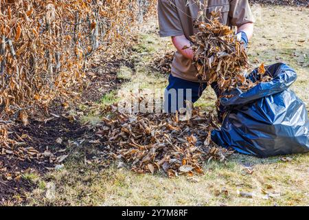 L'homme recueille les feuilles sèches de la pelouse près de la haie et les emballe dans un sac en plastique dans le jardin au printemps. Suède. Banque D'Images