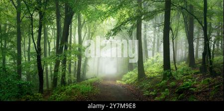 Paysage de rêve avec brouillard dans une forêt de contes de fées verdoyants. Un paysage panoramique à la fois édifiant et sombre avec fraîcheur, profondeur et beauté majestueuse Banque D'Images