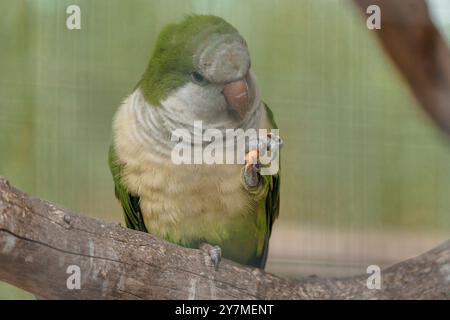 Perruche moine vibrante perchée sur une branche avec une collation dans son pied griffé. Banque D'Images