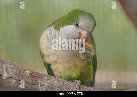 Captivant Green Quaker Parrot dégustant une collation sur une branche. Banque D'Images