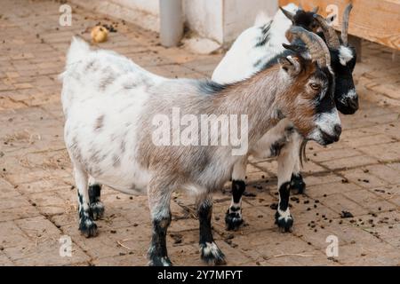 Charmantes chèvres ludiques dans un cadre rustique de ferme. Banque D'Images