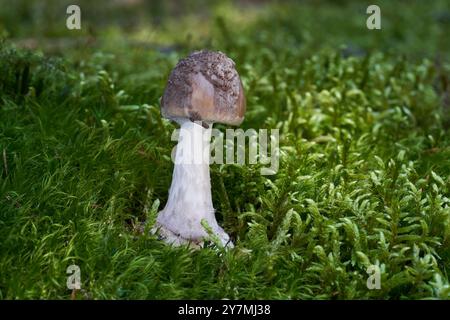 Champignon vénénéneux Amanita porphyrie dans la mousse. Connue sous le nom d'amanita voilée grise ou d'amanita porphyre. Champignon sauvage dans la forêt d'épicéas. Banque D'Images