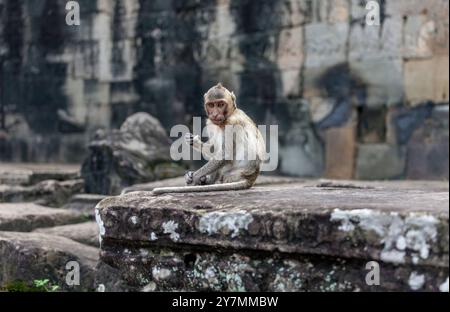Macaque rhésus dans le Bayon, Angkor Thom, près de Siem Reap, Cambodge Banque D'Images