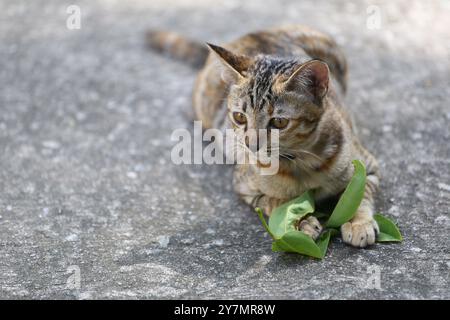 Chat Tabby joue avec des feuilles sur le sol en ciment et regarde quelque chose avec intérêt, chat est un animal de compagnie charmant. Banque D'Images