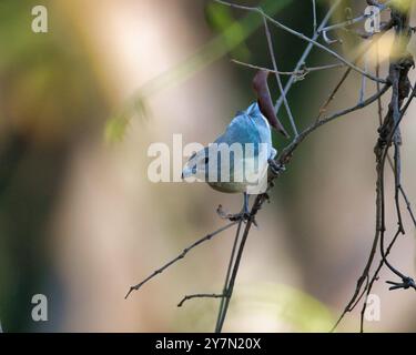 Un petit oiseau est perché sur une branche. L'oiseau est bleu et blanc. La branche est fine et brune Banque D'Images