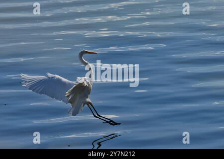 Un oiseau blanc avec un long cou vole au-dessus de l'eau. L'oiseau est au milieu de l'eau, et l'eau est calme. L'envergure du héron est grande, an Banque D'Images