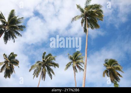 Cocotiers palmiers contre le ciel nuageux bleu Banque D'Images