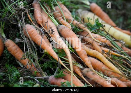 Gros plan de carottes biologiques fraîchement récoltées avec des sommets verts, mettant en valeur des couleurs vives et des textures naturelles dans un cadre de jardin Banque D'Images
