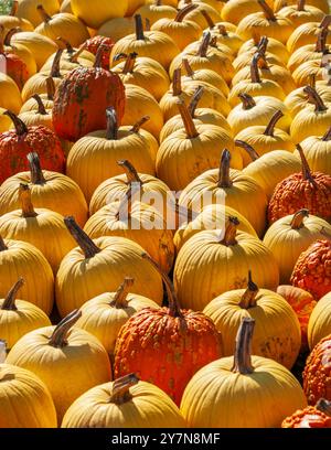 Gros plan d'une exposition colorée de citrouilles jaunes et oranges à Tougas Family Farm, Northborough, Massachusetts, pendant la saison des récoltes d'automne. Banque D'Images