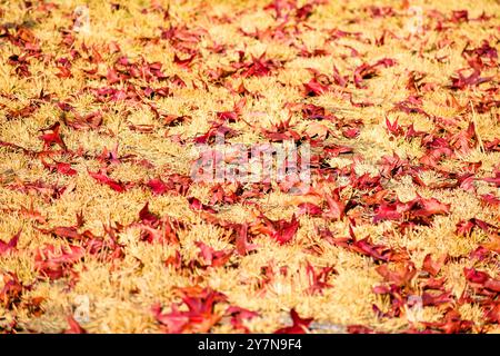 Mise au point sélective. Des feuilles d'arbre rouge vif sont dispersées sur une parcelle d'herbe séchée et jaunie, créant une scène d'automne saisissante. Banque D'Images