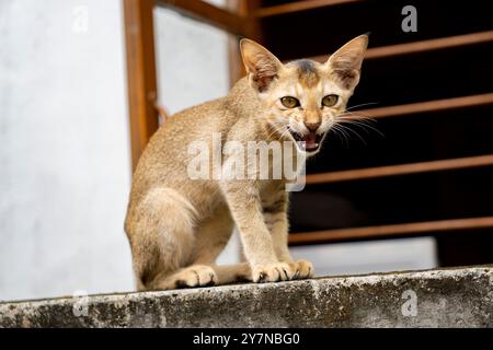 Chaton affamé en colère pleurant et regardant la caméra Banque D'Images