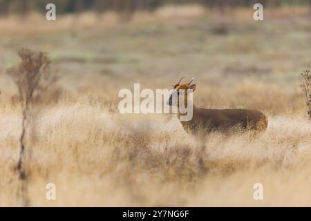 Cerf Muntjac Muntiacus reevesi, mâle adulte debout dans une prairie rugueuse, Suffolk, Angleterre, septembre Banque D'Images