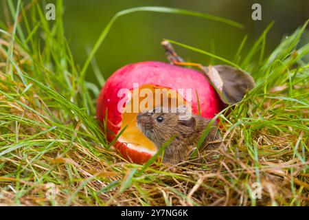 Campagnol à queue courte Microtus agrestis, adulte debout avec une pomme dont il s'est nourri, Suffolk, Angleterre, septembre Banque D'Images