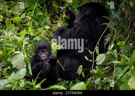 Une femelle gorille et son bébé sont vus en Ouganda le 2024 septembre Banque D'Images