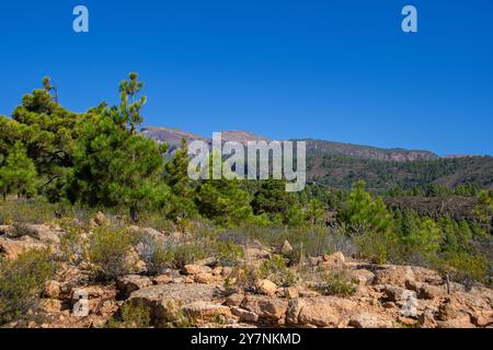 La vue sur les forêts de pins autour de 'Las Vegas' dans le sud de l'île Canaries de Tenerife Banque D'Images