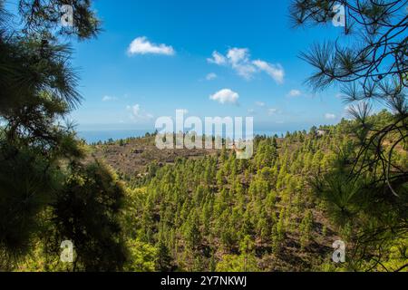 La vue sur les forêts de pins autour de 'Las Vegas' dans le sud de l'île Canaries de Tenerife Banque D'Images