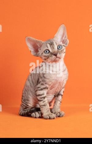 Chaton rayé gris de la race Devon Rex, assis face en avant sur un fond jaune orangé. Banque D'Images