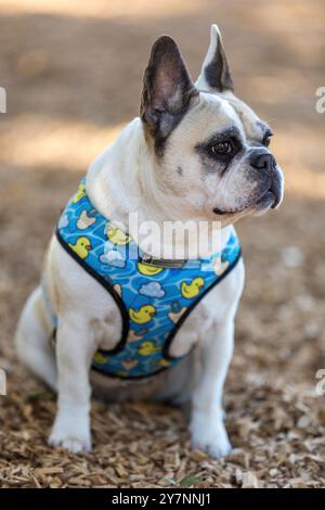 Portrait de femme bouledogue français pied. Hors laisse Dog Park en Californie du Nord. Banque D'Images