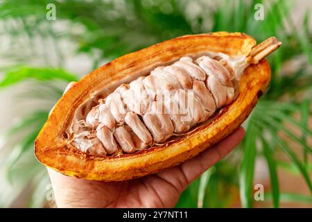 La moitié de la gousse de cacao fraîche ouverte avec des fèves de cacao fraîches dans la main de l'homme. Fond vert de nature. Banque D'Images