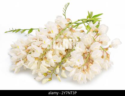 Grappe de fleurs d'acacia en fleurs ou de faux acacia sur fond blanc. Le fichier contient un chemin de détourage. Banque D'Images