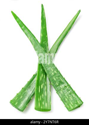 Coupes fraîches de feuilles d'aloe Vera isolées sur fond blanc. Vue de dessus. Banque D'Images