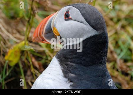 Gros plan d'un macareux de l'Atlantique avec un bec orange éclatant, sur fond vert naturel. Banque D'Images