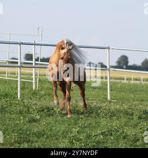 Incroyable palomino quart cheval avec une longue crinière en mouvement Banque D'Images