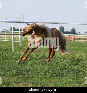 Incroyable palomino quart cheval avec une longue crinière en mouvement Banque D'Images