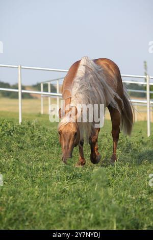 Incroyable palomino quart cheval avec une longue crinière en mouvement Banque D'Images