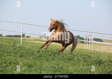 Incroyable palomino quart cheval avec une longue crinière en mouvement Banque D'Images