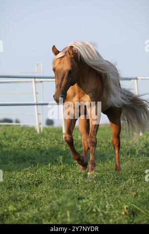 Incroyable palomino quart cheval avec une longue crinière en mouvement Banque D'Images