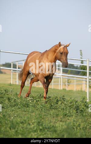 Incroyable palomino quart cheval avec une longue crinière en mouvement Banque D'Images