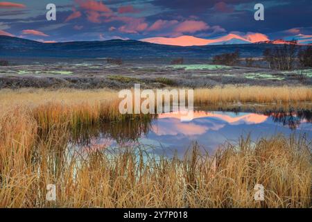 Tôt le matin paysage d'automne avec alpenglow sur les montagnes avec des reflets dans un tarn à la réserve naturelle de Fokstumyra, Dovre, Norvège, Scandinavie. Banque D'Images