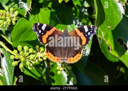 Litton Cheney, Dorset, Royaume-Uni. 1er octobre 2024. Météo britannique. Un papillon Red Admiral se nourrissant de fleurs de lierre à Litton Cheney dans le Dorset par un matin de soleil chaud. Crédit photo : Graham Hunt/Alamy Live News Banque D'Images