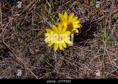 Oeil de faisan, ou oeil de faisan jaune Adonis vernalis fleurissant dans la steppe de printemps. Banque D'Images