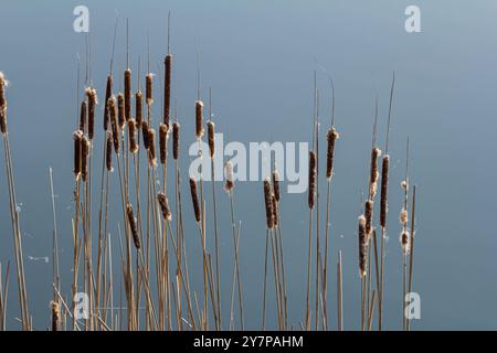 Marécages Typha angustifolia fleurs brunes de grandes feuilles au printemps. Précipitez-vous sur un marais, près d'un lac. Banque D'Images