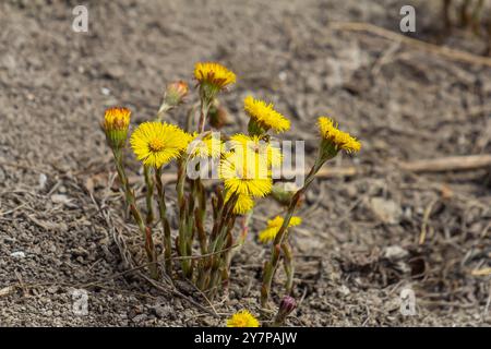 Fleur Coltsfoot dans la forêt de printemps, mère et belle-mère premières fleurs. Floraison de Tussilago farfara en avril. Banque D'Images